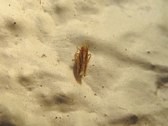 Mendozellus asunctia