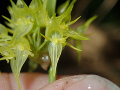 Pleurothallis ruscifolia