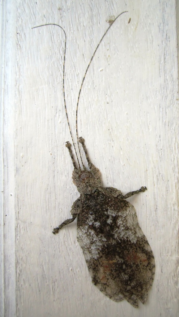 Cymatomera chopardi