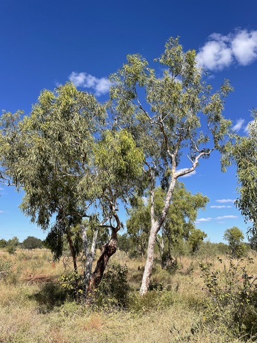 Small-fruited Bloodwood