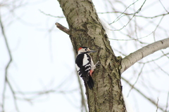 Dendrocopos syriacus