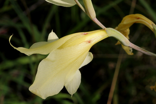 Gladiolus dalenii subsp. dalenii image