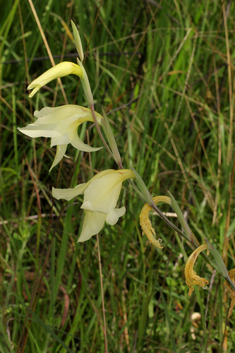 Gladiolus dalenii subsp. dalenii image