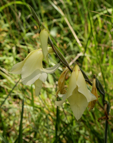 Gladiolus dalenii subsp. dalenii image