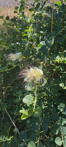 Image of Capparis zoharyi by (c) Алла Козурак, some rights reserved (CC BY)