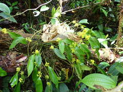 Pleurothallis ruscifolia