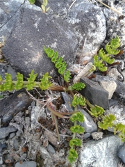 Gingidia decipiens