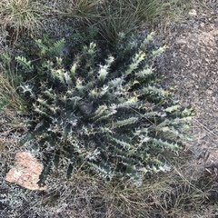 Euphorbia vandermerwei
