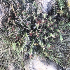 Euphorbia vandermerwei