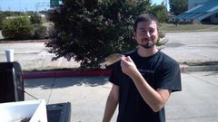 Morone mississippiensis