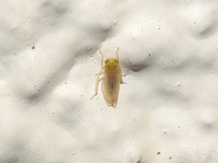 Cicadellidae