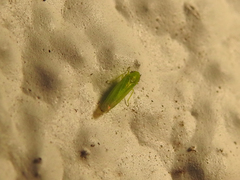 Cicadellidae