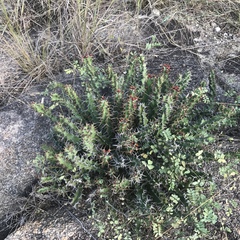 Euphorbia vandermerwei