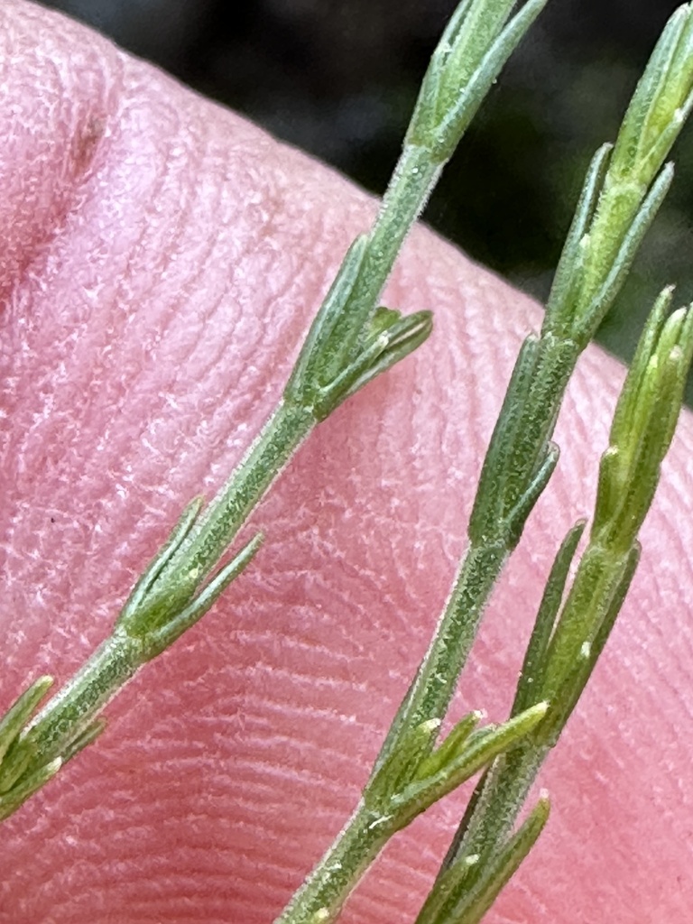 Asperula ambleia