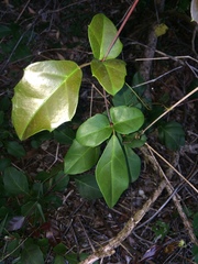 Rhoicissus sessilifolia