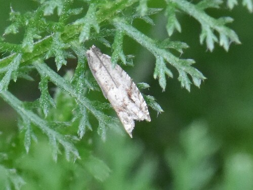 Holly Tortrix, Groesbeek, Nederland, photo 7 of 10