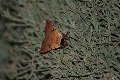 Goniocarsia