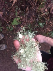 Usnea quasirigida