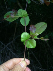 Rhoicissus sessilifolia