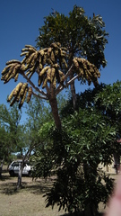 Cussonia