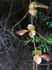 Rhoicissus sessilifolia