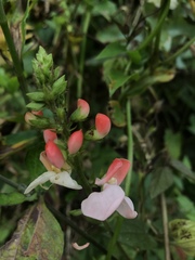 Canavalia septentrionalis