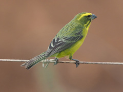 Yellow Canary photo 4