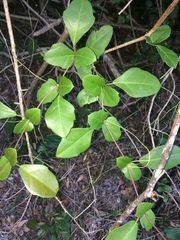 Rhoicissus sessilifolia