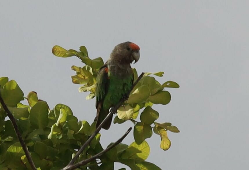 Brown-necked Parrot (Poicephalus fuscicollis)