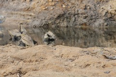 Burhinus senegalensis