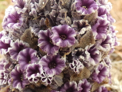 Pholisma arenarium