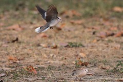 Streptopelia vinacea