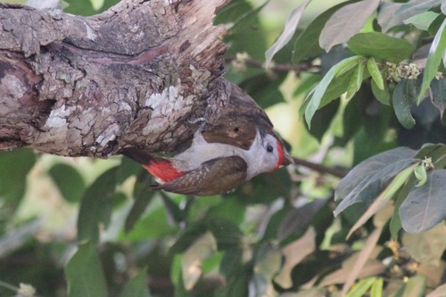 Dendropicos goertae (HX - Common birds of Guinea-Bissau) · iNaturalist