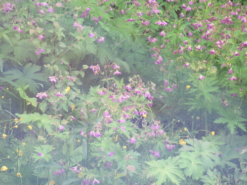 wood crane's-bill