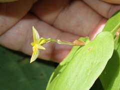 Pleurothallis prolaticollaris
