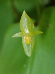 Pleurothallis prolaticollaris