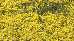 Monolopia lanceolata