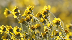 Monolopia lanceolata