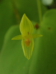 Pleurothallis prolaticollaris