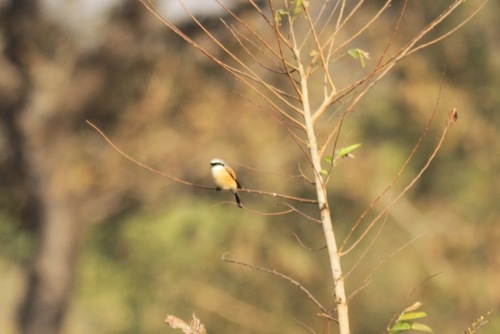 iNaturalist image