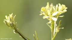 Caulanthus lasiophyllus