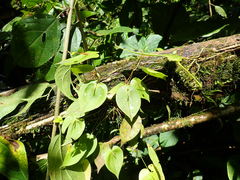 Pleurothallis prolaticollaris