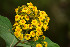 Rumfordia floribunda