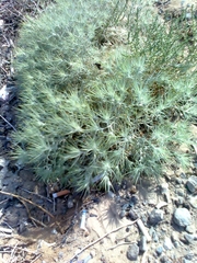 Ceratocarpus arenarius