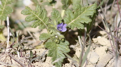Phacelia ciliata ciliata