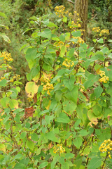 Rumfordia floribunda