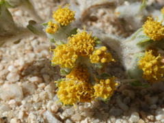 Eriophyllum pringlei