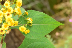 Rumfordia floribunda