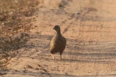 Pternistis icterorhynchus