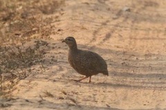 Pternistis icterorhynchus